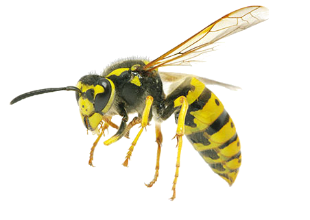 Оса фото Оса фото