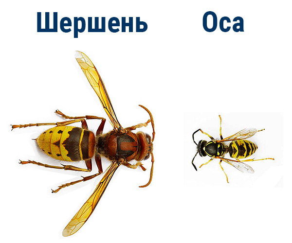 Шершень Шершень