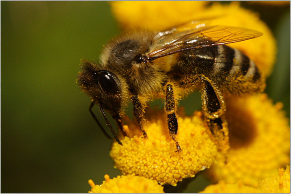 Пчела фото
